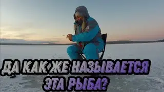 ОЧЕНЬ КАПРИЗНАЯ РЫБА. РЯПУШКА, ПЕЛЯДЬ, РИПУС, САВРУШКА, СИГ?