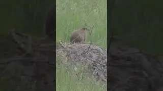 Stiff as a board! #huntshootlive #groundhogs #groundhoghunting #pestcontrol #hunting #huntlife #hunt