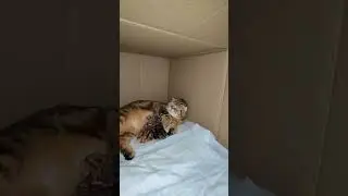 Нюшка удрала наверх, чтобы не помогать😅