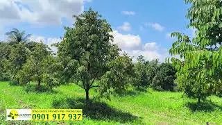 Phân thuốc cho sầu riêng vào mùa mưa như thế nào?
