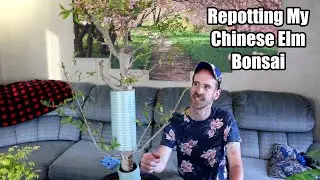 Repotting My Chinese Elm (Plus Care Info)