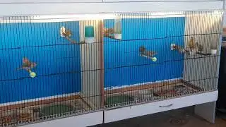Canaries - Salt baths for birds and their benefits. Do you use them?