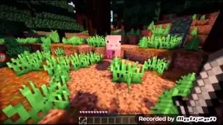 Minecraft(domuz hakkında bilinmeyen 10 şey)