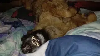 Я вернулась))) сбор яиц#хозяйничаемвместе #dom #яйц🐕‍🦺🐔🐓🥚