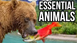 If These 3 Keystone Species Were To Disappear Their Ecosystems Would Collapse