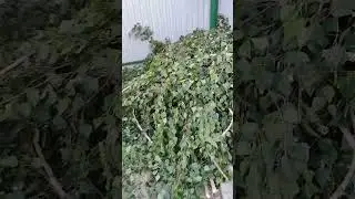 Соседка лютует