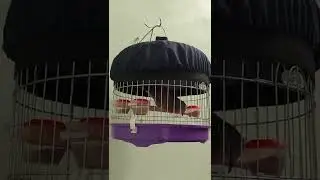 Cu gáy thổ âm, cục quắc cù.