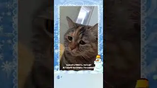 Просто улыбнись, или Васенька голодный...