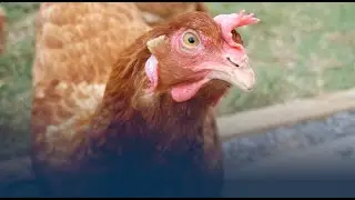 SAFE for Animals year in review 2023