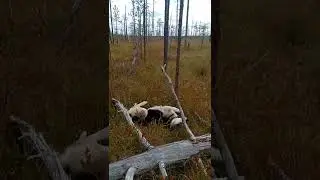 Пёс кайфует на свободе! Грэй в лесу! #shorts