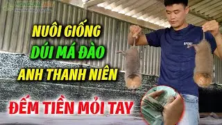 Nuôi Giống Dúi Má Đào Lào Anh Thanh Niên Đếm Tiền Mỏi Tay