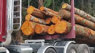 loading alder hardwood timber logs on my Peterbilt log truck.
