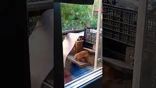 Белый хвостик пришел на завтрак#2024#squirrel#animals#белка