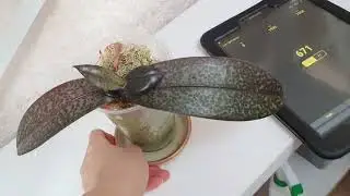 Освещение Орхидей//Измеряем Люксы💡💡💡