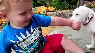 Adopted Puppy Makes Toddler Giggle | Chases After Little Boy