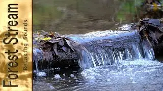 The clear murmur of a forest stream. Relaxing Sounds.  Insight into Relaxation.