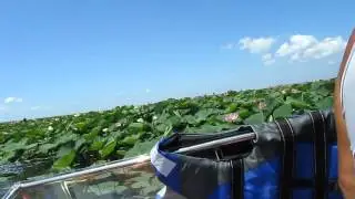 Лотосы