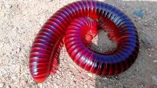 Flameleg Flame Leg Millipede Trigoniulus | Giant Flameleg Millipede | 1000 leg insect