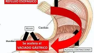 mecanismos de accion de procineticos  y antiespasmodicos