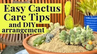 DIY 🌵 Desert-Inspired Cactus Arrangement & Care