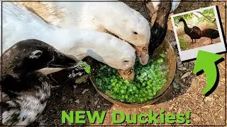 Ducks eating peas with NEW Flockmates