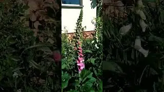 Digitalis purpurea - naparstnica purpurowa