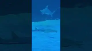 Я смотрю на морских жителей 4 часть