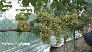 Виноград Хамелеон - очень раннего срока созревания (Пузенко Наталья Лариасовна)