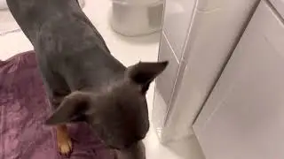 Truly horrific dog torture