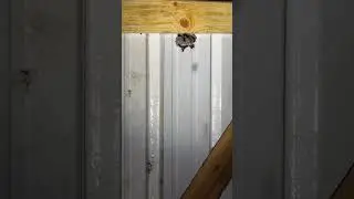 Wasps Wasps Wasps