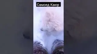 #Каюр #Самоед#рыбалка #зимняярыбалка#рыбалкапомужски #chorts