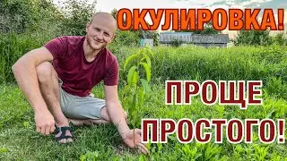 Окулировка! Результат и развитие.