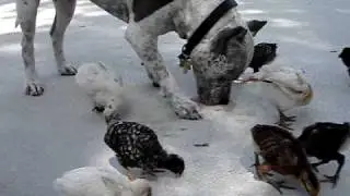 Pit Bull & Chicks (2 months later)