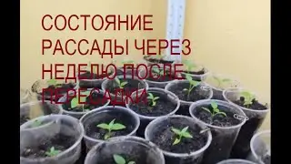 Развитие рассады после пересадки , полив