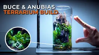 Creating a Bucephalandra & Anubias Terrarium