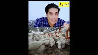تركة مهمه فى تربية الفراخ فى الشتاء