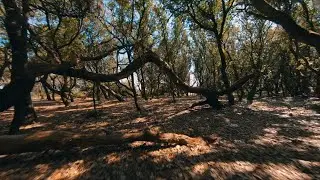 Fairytale Forest