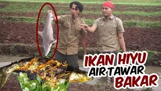 Ikan Hiyu air tawar BAKAR !!!
