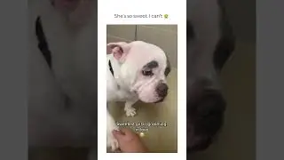 Best Dog Reactions: When Your Dog Shows 100% Excitement (Cute Dog Videos) #cutedogs