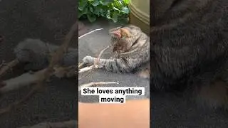 SHE LOVES ANYTHING MOVING #catplaytime #catvideo #outdoorcat #tabbycat #shortvideo #youtubeshorts
