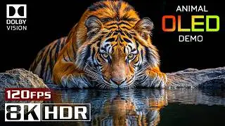 The Ultimate Nature Showcase | Hyper Realistic 8K HDR Dolby Vision Visuals