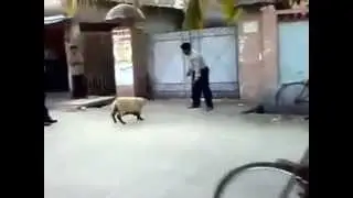 Angry Sheep and Policeman LOL
