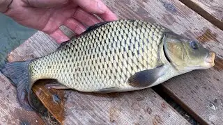 Запуск карпа в свой пруд  озеро на даче карась карп Рыбалка 🎣