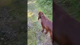 Любитель черепов.