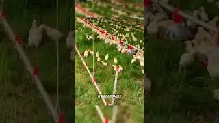 передвижная птицеферма