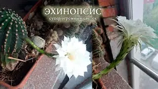 Эхинопсис, царица ночи