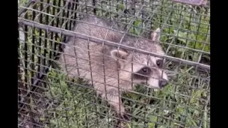 How I caught a Raccoon