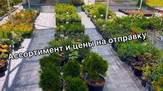 2 июня 2023. Видео каталог с ценами на ассортимент. #гортензия #ассортимент #цены