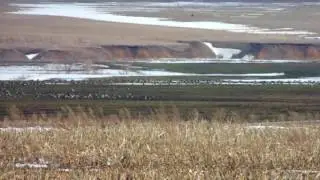 гуси 2017