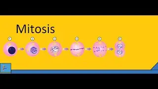 Mitosis
